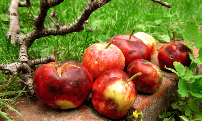 rotten apples under a tree
