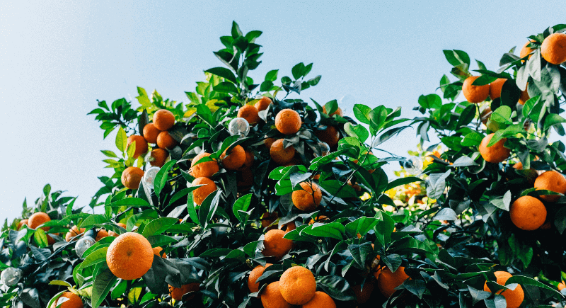 citrus growing on tree